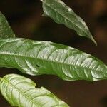 Eschweilera chartaceifolia Lehti