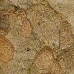Morus celtidifolia Rinde