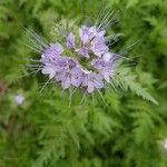 Phacelia tanacetifoliaÇiçek