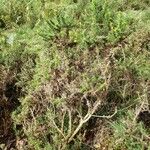 Ulex gallii Hábito