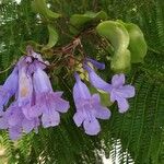 Jacaranda mimosifolia Flor