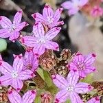 Pistorinia hispanica Flower