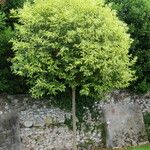 Ligustrum lucidum Habit