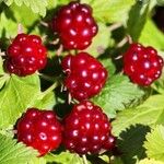 Rubus arcticus Muu