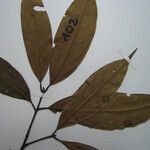 Licaria chrysophylla Nyingine