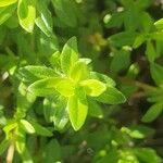 Thymus longicaulis ഇല