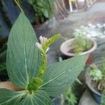 Spigelia anthelmia Цветок