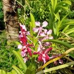 Vanda limbata Flower