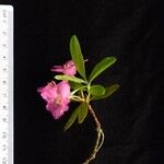 Rhododendron lepidotum Кветка