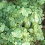 Pilea microphylla Folio