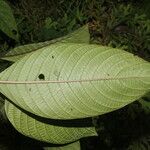 Guettarda crispiflora Leaf