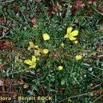 Morisia monanthos Hábito