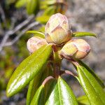 Rhododendron columbianum Flor