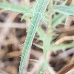 Carthamus dentatus Leaf