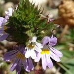 Euphrasia alpina Цветок