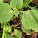 Solanum americanum 葉