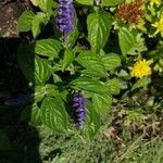 Salvia farinaceaFlower