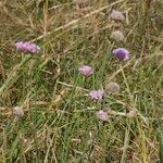 Armeria canescens Libunga