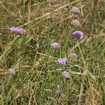 Armeria canescens आदत