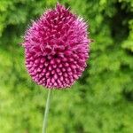 Allium rotundumപുഷ്പം