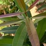 Syzygium jambos Leaf