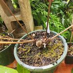 Anthurium crystallinum Hábito