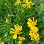 Helenium amarum Flower