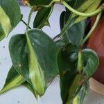 Philodendron cordatum Yaprak