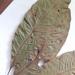 Pouteria melanopoda Листок