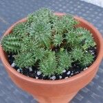 Euphorbia susannae Feuille