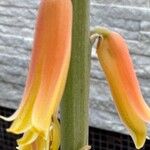 Aloe officinalisΛουλούδι