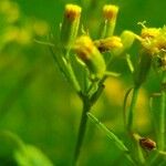 Senecio cacaliaster Flor