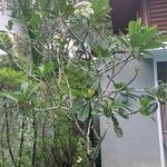 Plumeria obtusa Агульны выгляд