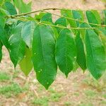 Bobgunnia fistuloides Hoja