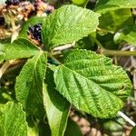 Rubus ulmifolius Feuille