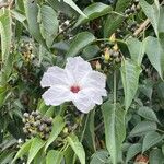 Ipomoea arborescens Flower