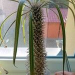 Pachypodium lamerei Φύλλο