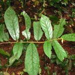 Antidesma laciniatum Лист