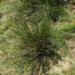 Juncus conglomeratus Habit