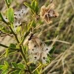 Hibiscus aponeurus Fruto