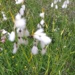 Eriophorum latifolium Květ