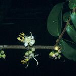 Mouriri grandiflora Flower