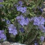 Phacelia distans 整株植物