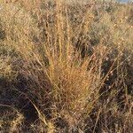 Themeda triandra Likasa