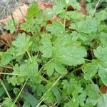 Bowlesia incana Leaf