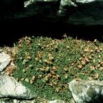 Paronychia argyrocoma Hábito