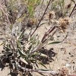 Phacelia hastata Folha