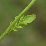 Cardamine crassifolia Leaf