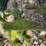 Opuntia monacanthos Bark