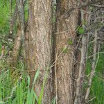 Malus sylvestris Bark